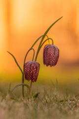 szachownica kostkowata (Fritillaria meleagris L.) © R.Jaszczynski