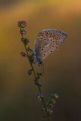 modraszek (Lycaenidae) © R.Jaszczynski