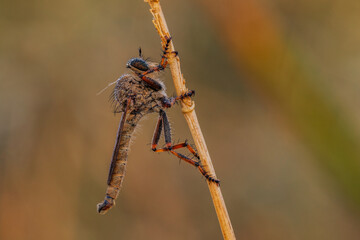 rojber opasek (Tolmerus cingulatus) © R.Jaszczynski