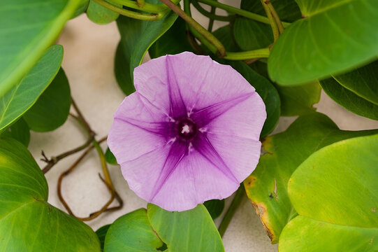 Close up of purple beach morning glory ipomoea  flower blooming among green leaves