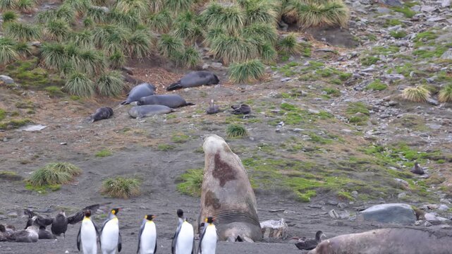 Large southern elephant seal bull vocalizing and posturing in subantarctic colony.
