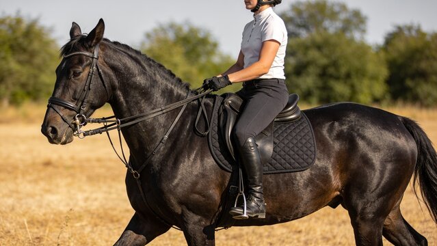 Equestrian Rider on Dark Horse Riding Through a Golden Countryside Field in Warm Summer Sunlight