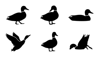 Fototapeta premium Black Duck Silhouettes, Vector Icons Set: Flying, Swimming, Standing Poses for Wildlife and Nature Designs