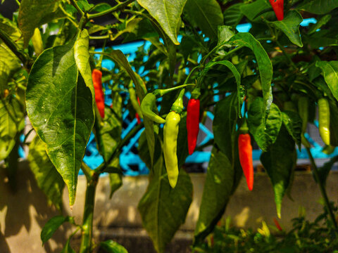 Fresh red and green cayenne chili peppers growing on plant in garden closeup.