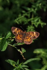Pearl Crescent Butterfly Phyciodes Tharos Basking on Foliage with Spread Wings © JRDallman