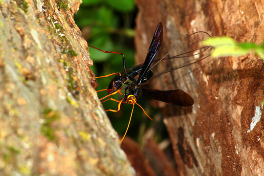 Giant Ichneumon Wasp in northern Illinois