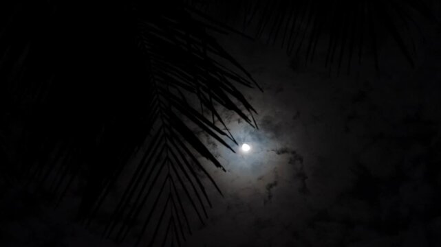Full moon shining behind dark palm leaves at night under cloudy dark sky.