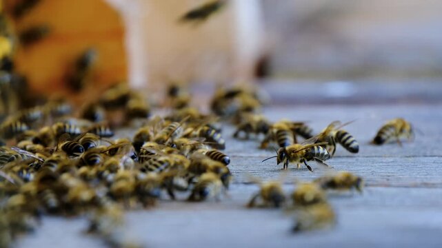 bees on a beehive