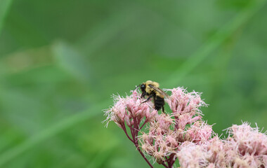 Bumble Bee Pollinating Pink Joe-Pye Weed  © Christine Donnelly