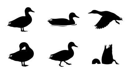 Obraz premium Duck Silhouettes Collection: Six Diverse Poses, Vector Graphics for Wildlife and Nature Designs