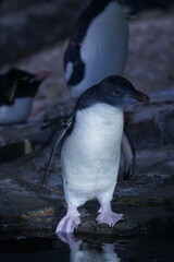 penguin in antarctica © ちゃっぴー