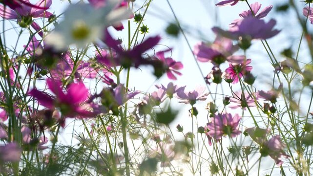 コスモス畑の4Kスローモーション動画