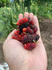 mulberry on man hand © mansum008