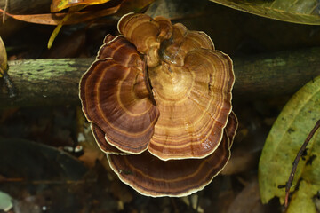 Tree mushroom, Wild mushroom, forest  © Prabuddha