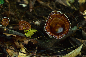 Tree mushroom, Wild mushroom, forest  © Prabuddha