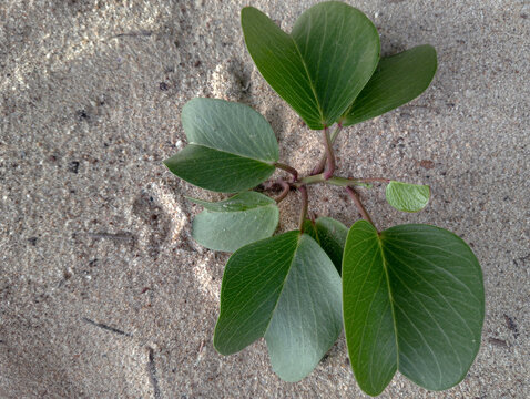 The Katang-katang (Ipomoea pes-caprae) plant grows on the beach with white sands