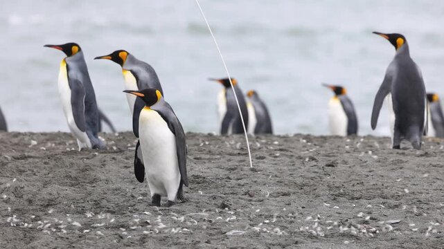 Group of king penguins standing on a sandy beach during daylight in subantarctic island.