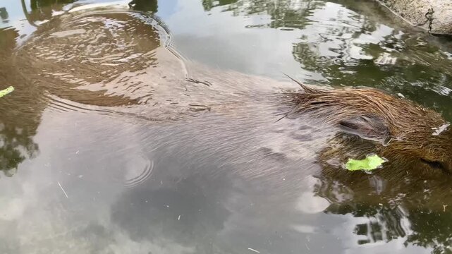 Cute capybara swimming in a pond and eating green lettuce leaves, close up of a semi-aquatic hydrochoerus hydrochaeris rodent enjoying food in a zoo park water enclosure.
