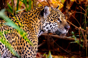 Fototapeta premium Wild jaguar in profile against dry riverbank vegetation