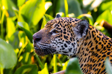 Wild jaguar profile with mouth slightly open among water hyacinth © Paulo