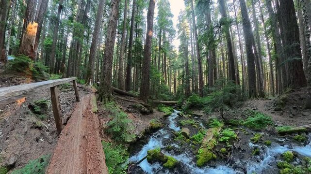 Rocky Creek Fows Under Wooden Bridge in Olympic National Park