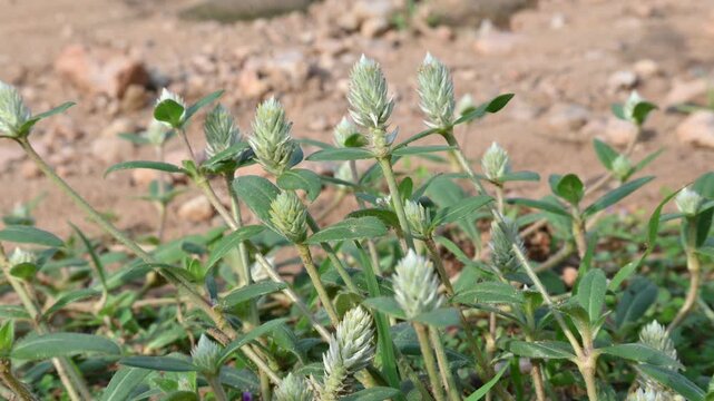 Gomphrena celosioides grass. It is a&nbsp;herbaceous&nbsp;perennial&nbsp;flowering plant&nbsp;belonging to the family&nbsp;Amaranthaceae&nbsp;and. Prostrate globe amaranth. 