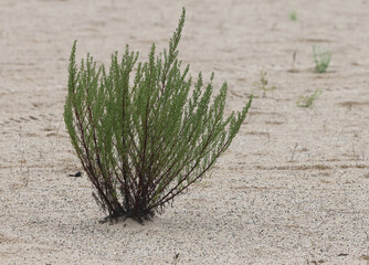 Native Green Plant Growing in Dry Sandy Beach Habitat © Christine Donnelly