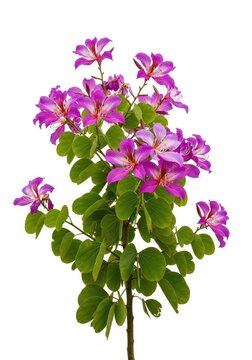 A vibrant bauhinia purpurea tree featuring lush purple flowers and green butterfly-shaped leaves isolated on a clean white background, butterfly tree, botanical, plant