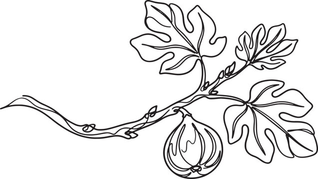 Continuous line drawing of fig fruit branch with lobed leaves and ripening fruit for botanical organic logo design.