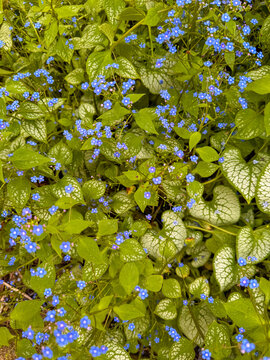 Flowers provide color in a garden setting. Brunnera macrophylla