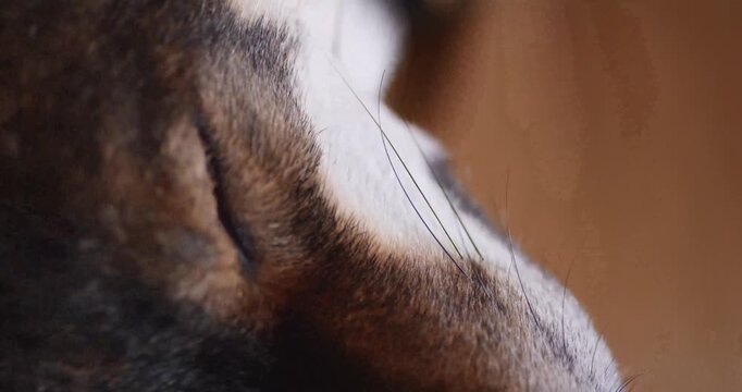 Extreme close up of sleeping dog showing soft fur and whiskers in cinematic macro footage.