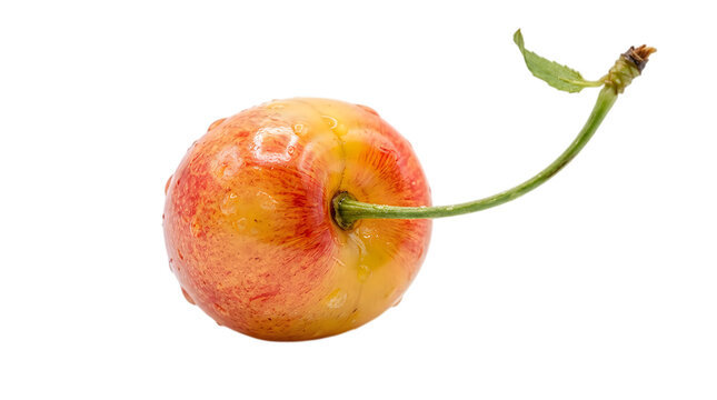 Fresh Rainier Cherry with Water Droplets Isolated on White Background