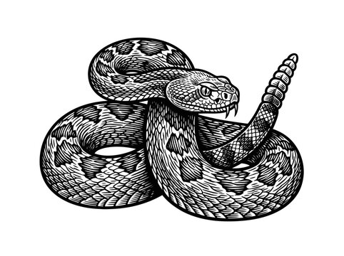 Detailed vintage engraving illustration of a coiled venomous rattlesnake with fangs and rattle raised. EPS Editable