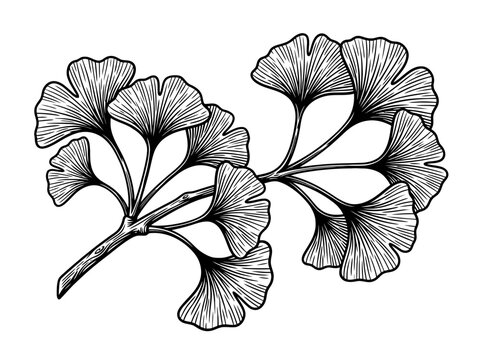 Hand drawn ginkgo biloba leaf branch illustration botanical line art sketch isolated. EPS Editable