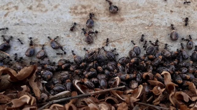 A group of ants carries a husked Ricinus communis seed, also known as a castor bean, between their strong jaws. The close-up captures coordinated insect behavior and seasonal food storage.