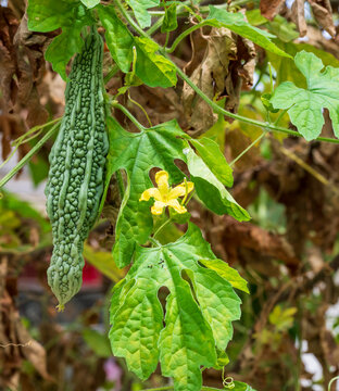 Green bitter melon with yellow flower hanging on vine