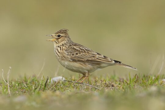 Eurasian skylark (Alauda arvensis) adult bird singing on grassland, Suffolk, England, United Kingdom