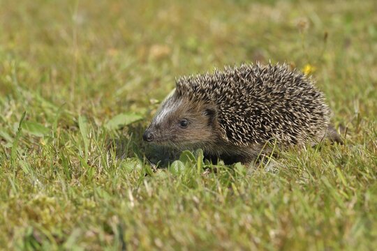 European hedgehog (erinaceus europaeus), juvenile, walking on a meadow orchard, Wilnsdorf, North Rhine-Westphalia, Germany