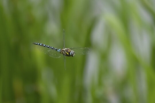 Migrant hawker dragonfly (Aeshna mixta) adult insect flying in the summer, Suffolk, England, United Kingdom