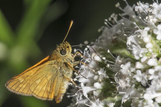 Large skipper (Ochlodes sylvanus) feeding on white flowers of valerian, Baden-W&uuml;rttemberg, Germany