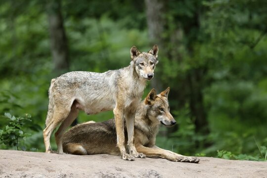 European gray wolf (Canis lupus), adults on a hill, captive
