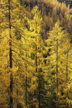 Yellow larches on the slopes of the Dachstein mountains. Autumn. Salzkammergut, Upper Austria, Austria