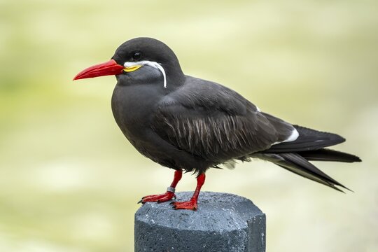 Inca Tern (Larosterna Inca) Animal portrait, Germany
