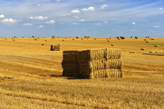 Endless stubble field with bales of straw in summer, cultural landscape with cumulus clouds, near Alsleben, Salzlandkreis, Saxony-Anhalt, Germany