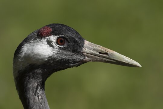 Eurasian or Common crane (Grus grus) adult bird head portrait, England, United Kingdom