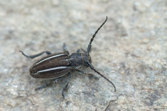 Neodorcadion bilineatum, bilineatum, longhorn beetle, Greece, insects, insects, beetles