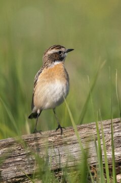 Whinthroat, saxicola rubetra, whinchat, birds, high size, portrait format, male, passeri, songbirds, birds