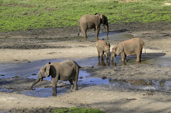 African forest elephants (Loxodonta cyclotis) in the Dzanga Bai forest clearing, Dzanga-Ndoki National Park, Unesco World Heritage Site, Dzanga-Sangha Complex of Protected Areas (DSPAC), Sangha-Mba&eacute;r&eacute; Prefecture, Central African Republic