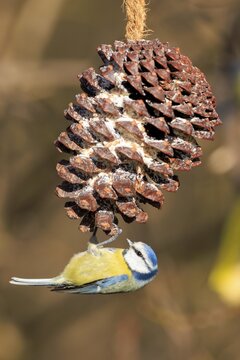 Blue tit eating from a large, hanging pine cone, Blue tit (Cyanistes caeruleus), wildlife, Germany