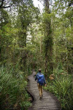 Young man on hiking trail in Kauri Forest, Kauri Walks, Waipoua Forest, Northland, North Island, New Zealand